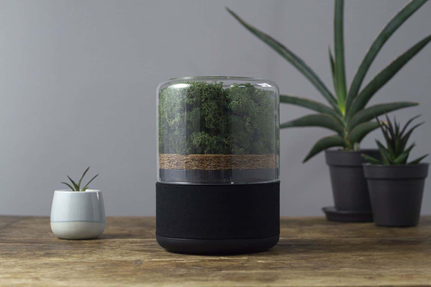 The Briiv air purifier on a wooden surface surrounded by plants