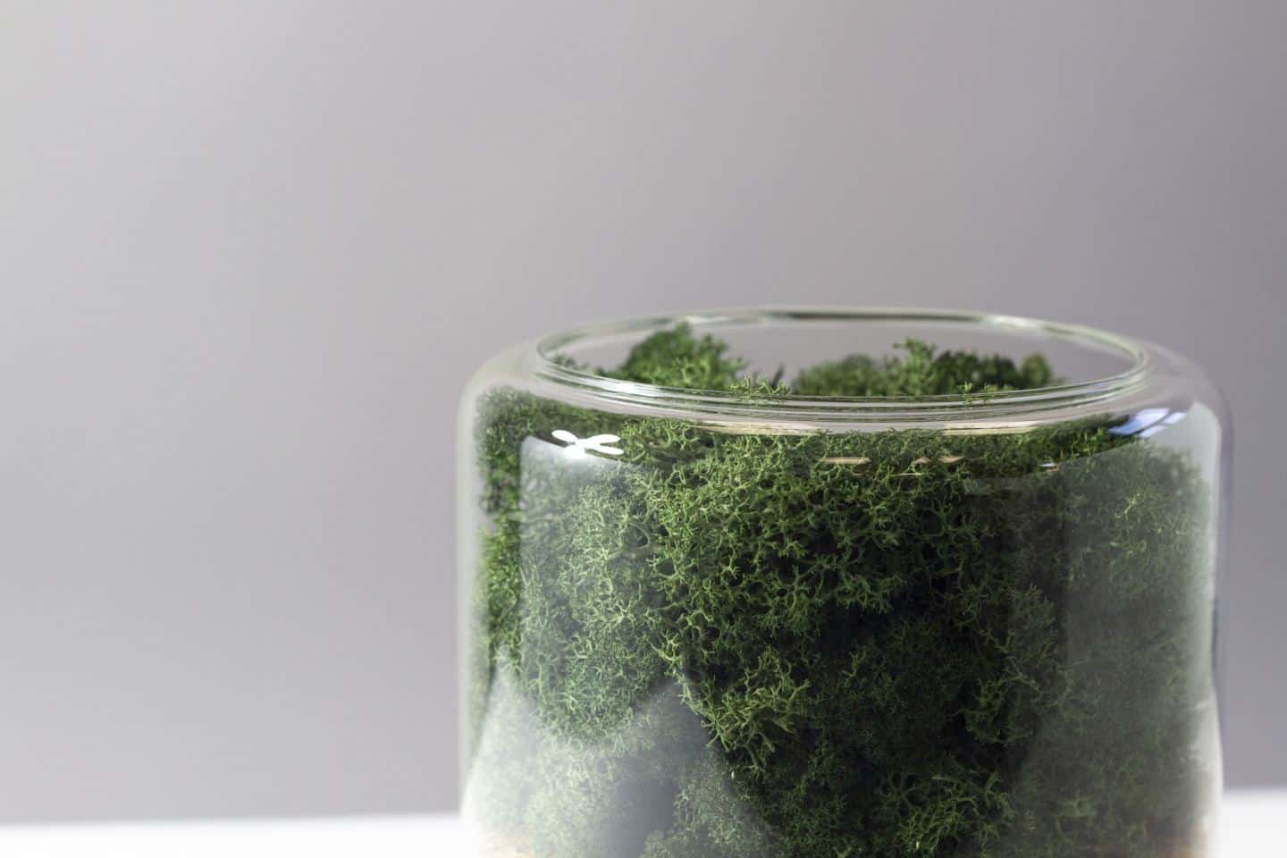 Briiv air purifier full of moss