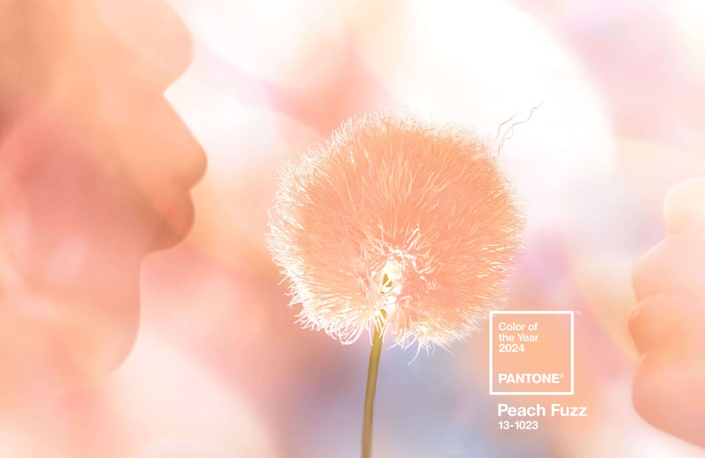 Pantone colour of the year 2024 Peach Fuzz