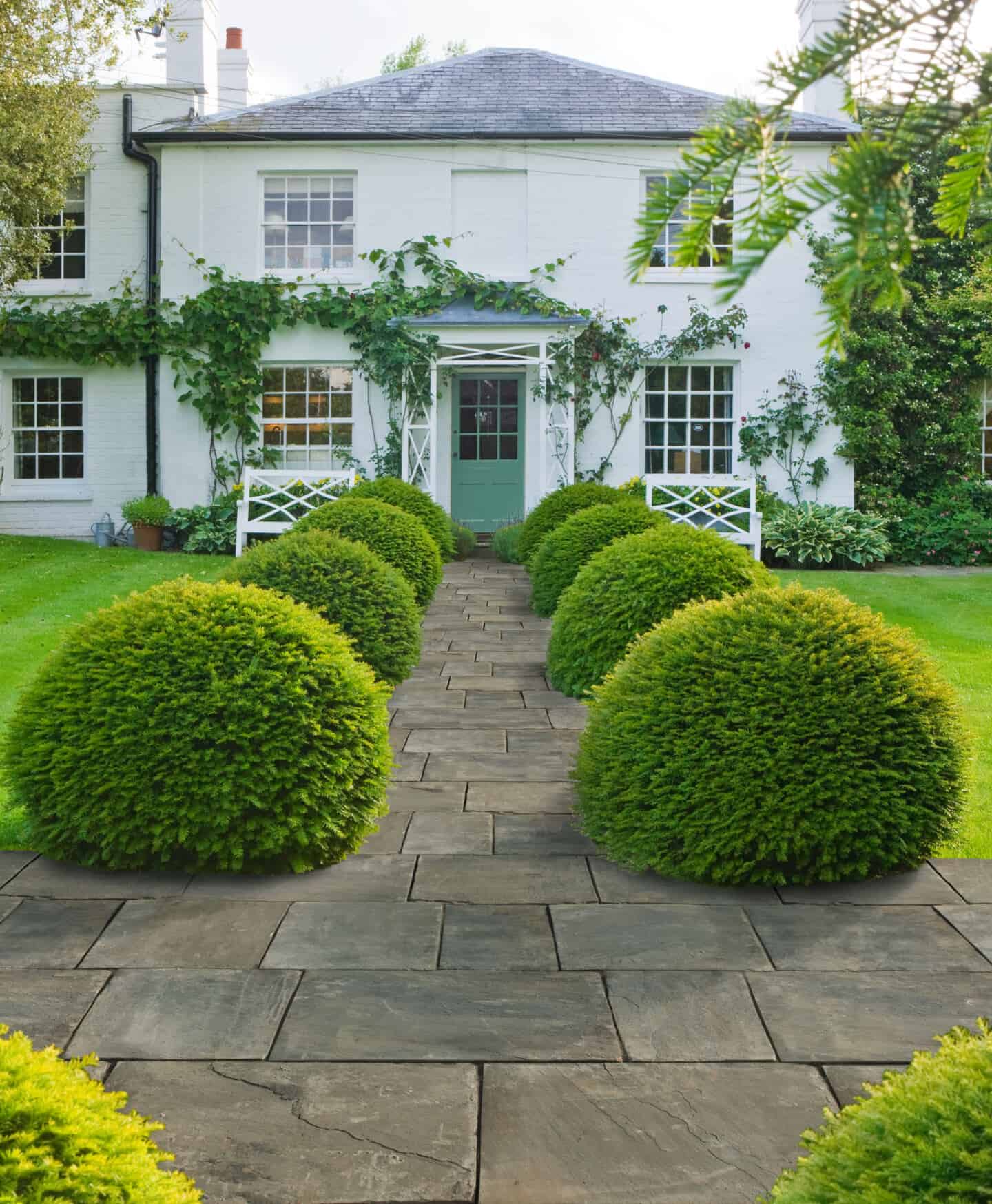 A country style white cottage home with small round bushes lining the pathway and plants climbing over the front door