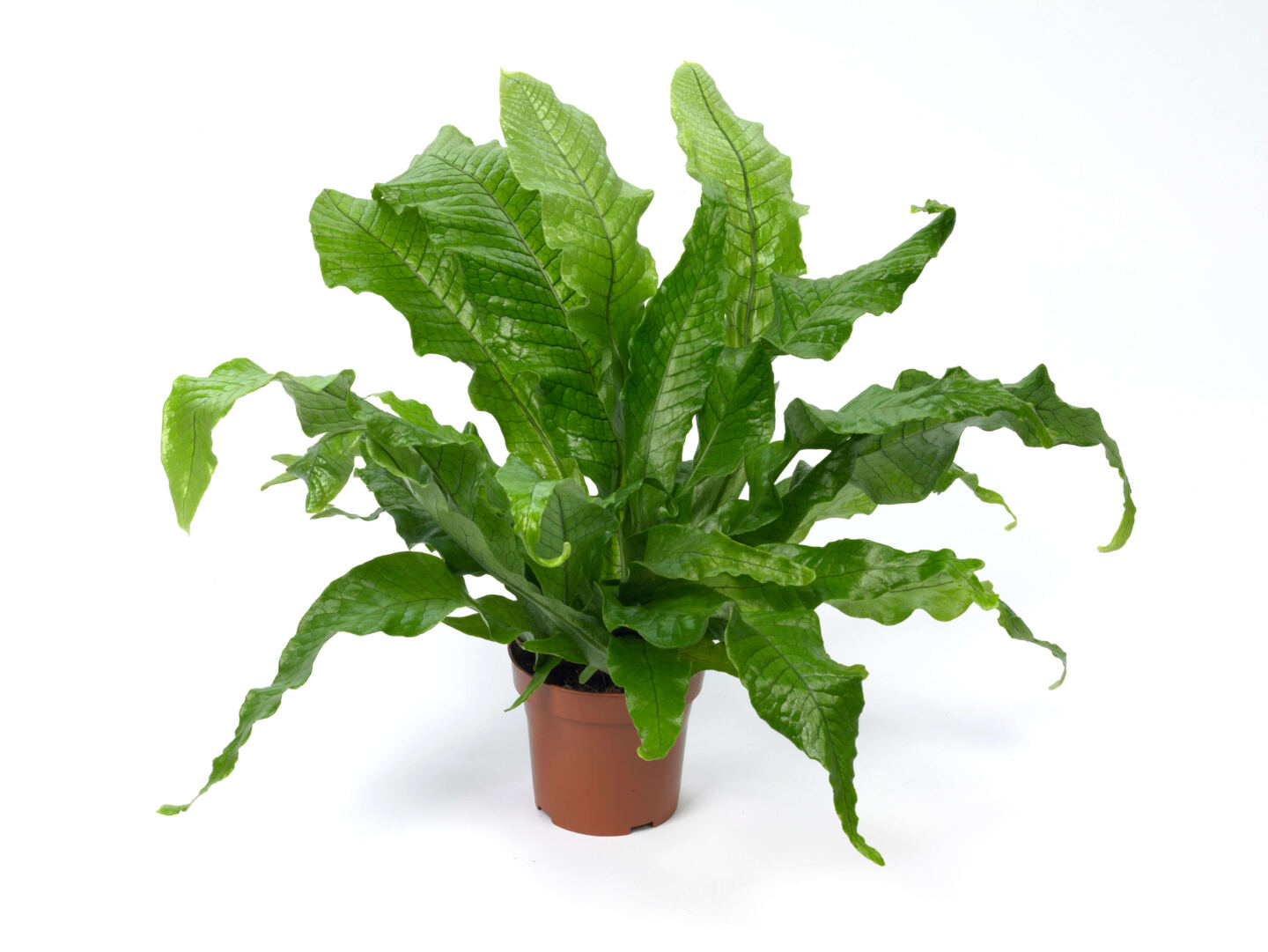 A houseplant