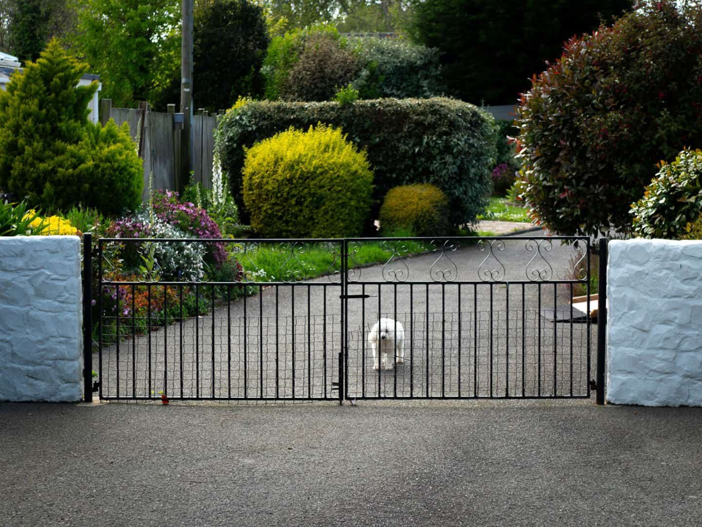 A garden with black metal gates and a little white dog  behind the gates