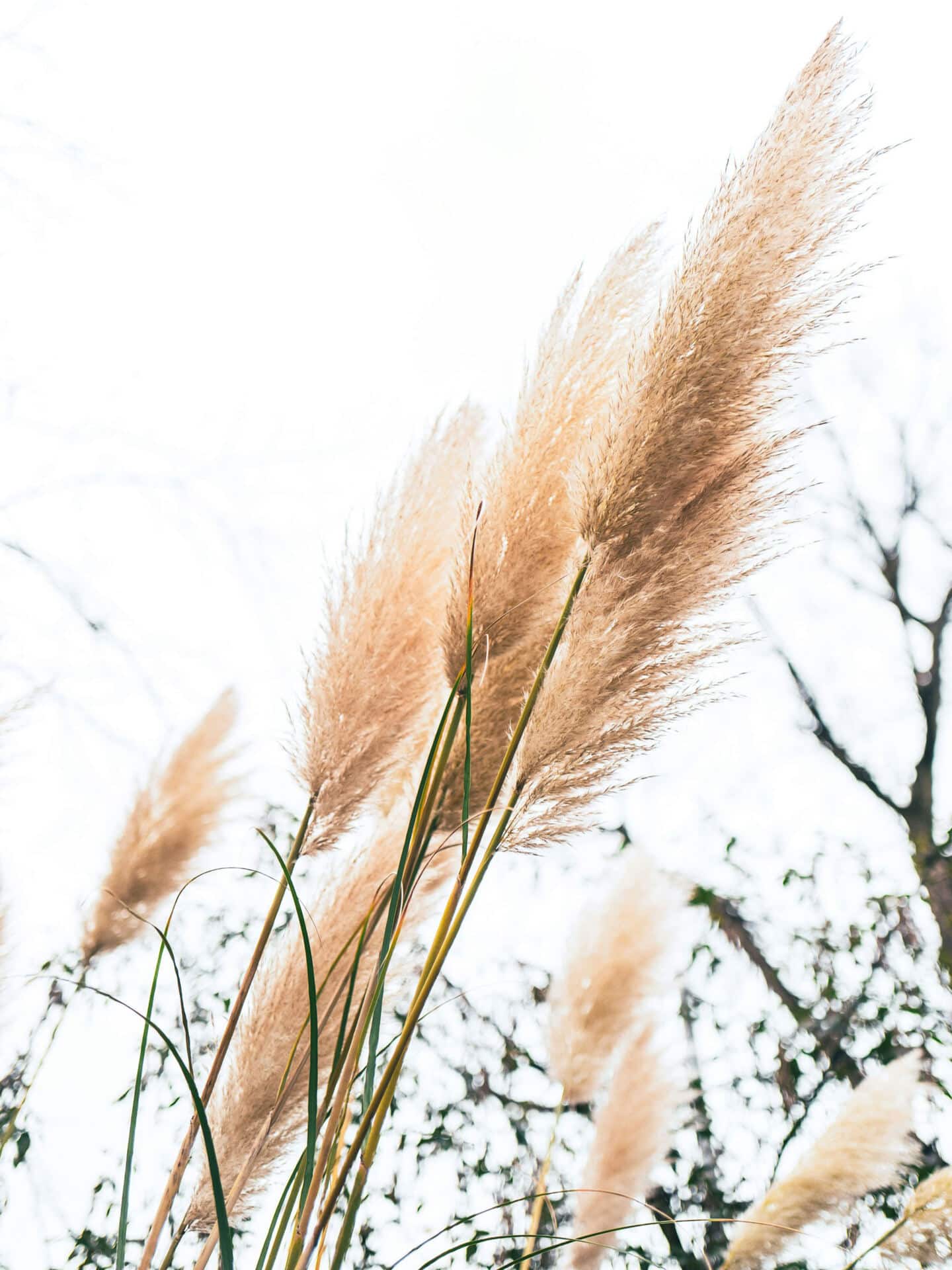 Pampas grass