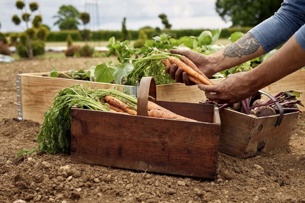 Male hands hold carrots in a vegetable plot