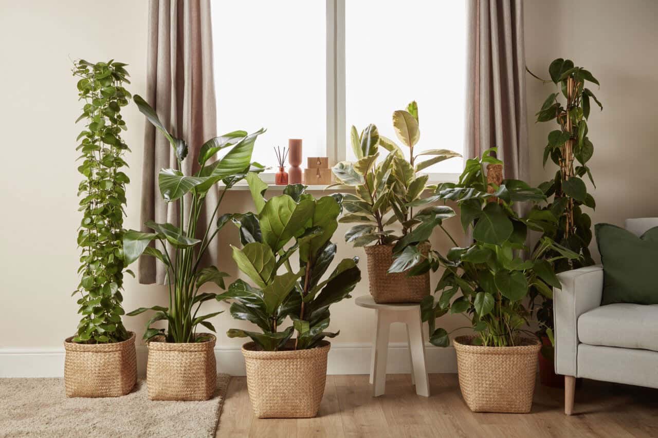 Six different house plants in rattan woven baskets in from of a living room window. 