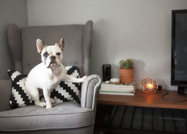 Canary all-in-one home security system is great for monitoring pets when you're not home