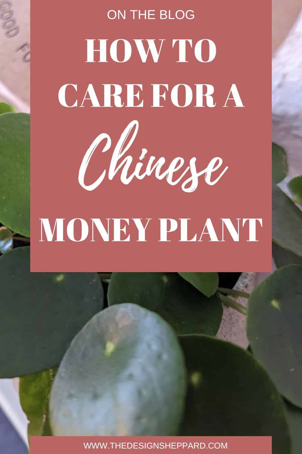 Pinterest Pin - How to care for a chinese money plant