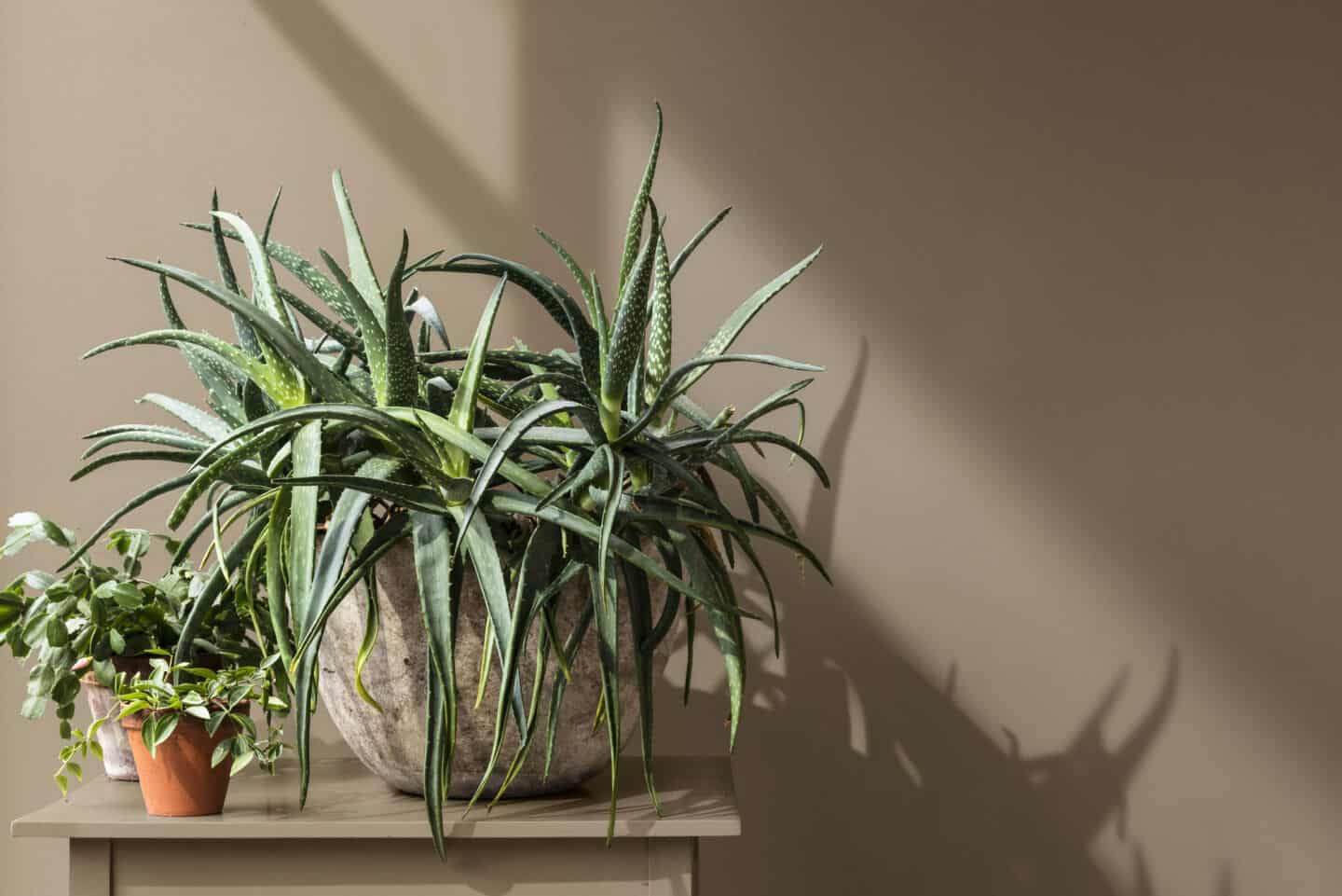 A wall painted in Brave Ground Paint by Dulux with potted plants in front.