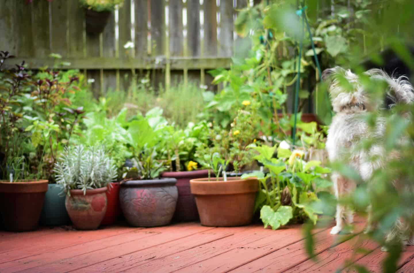 Potted plants on a deck in a garden next to a small dog