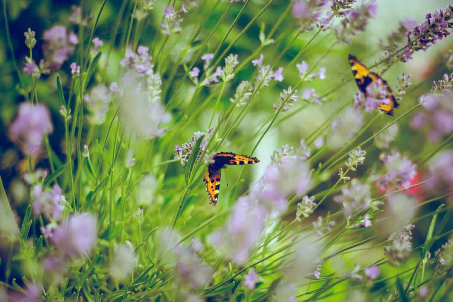 Two butterflies on lavender plants