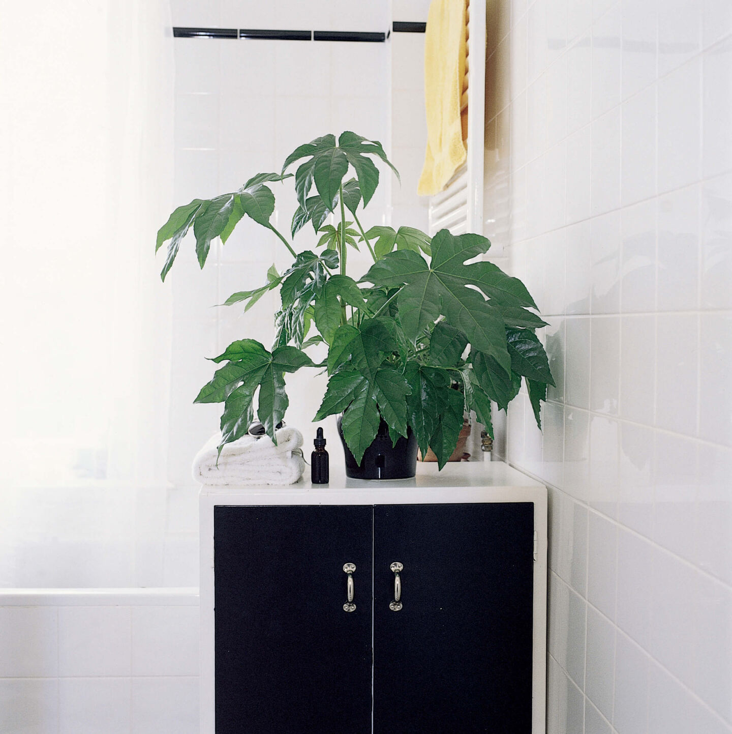 A houseplant on a bathroom vanity unit