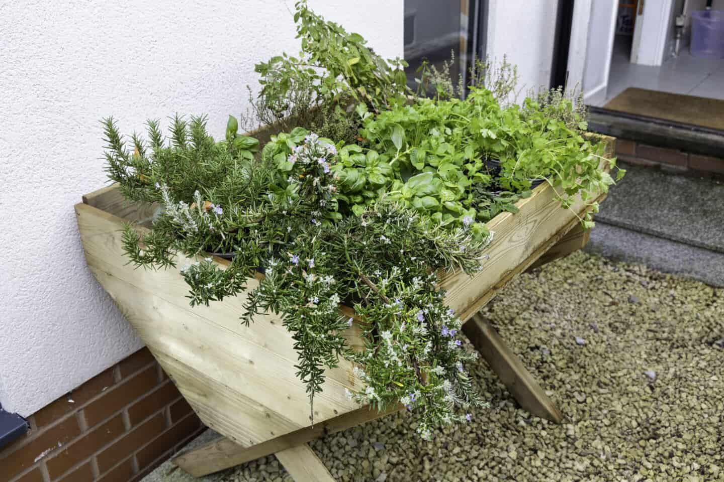 Herbs grow in a wooden trough in a garden