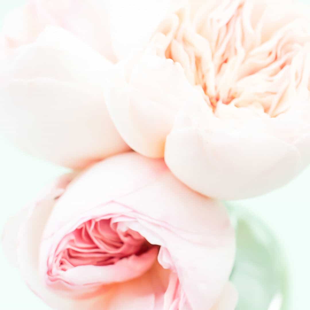 A close up very pale pink peonies