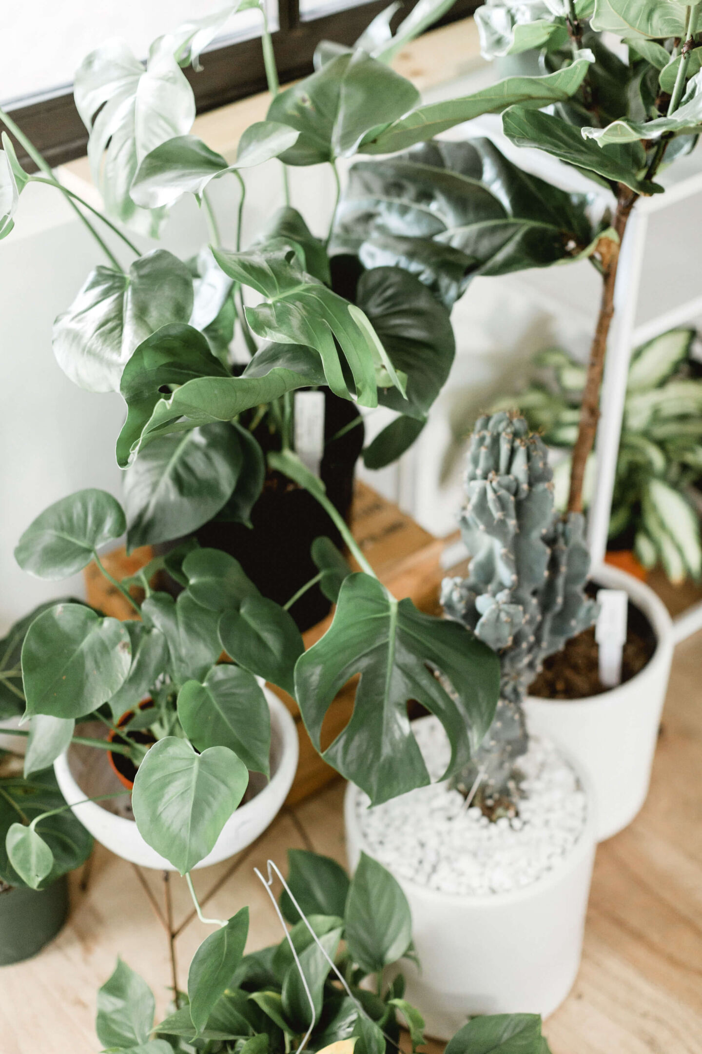 A close up photograph of potted houseplants