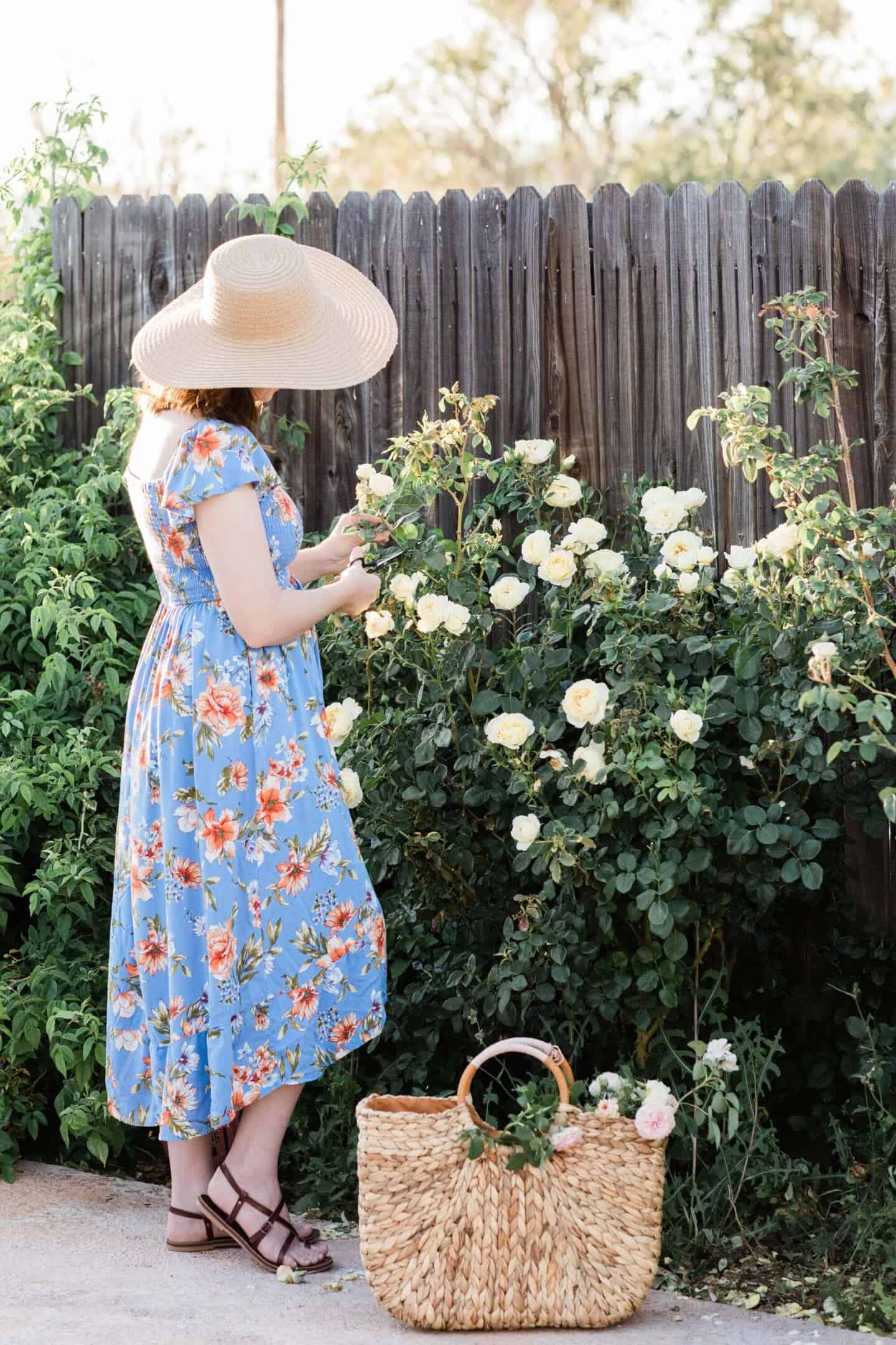 A woman in a garden cutting roses