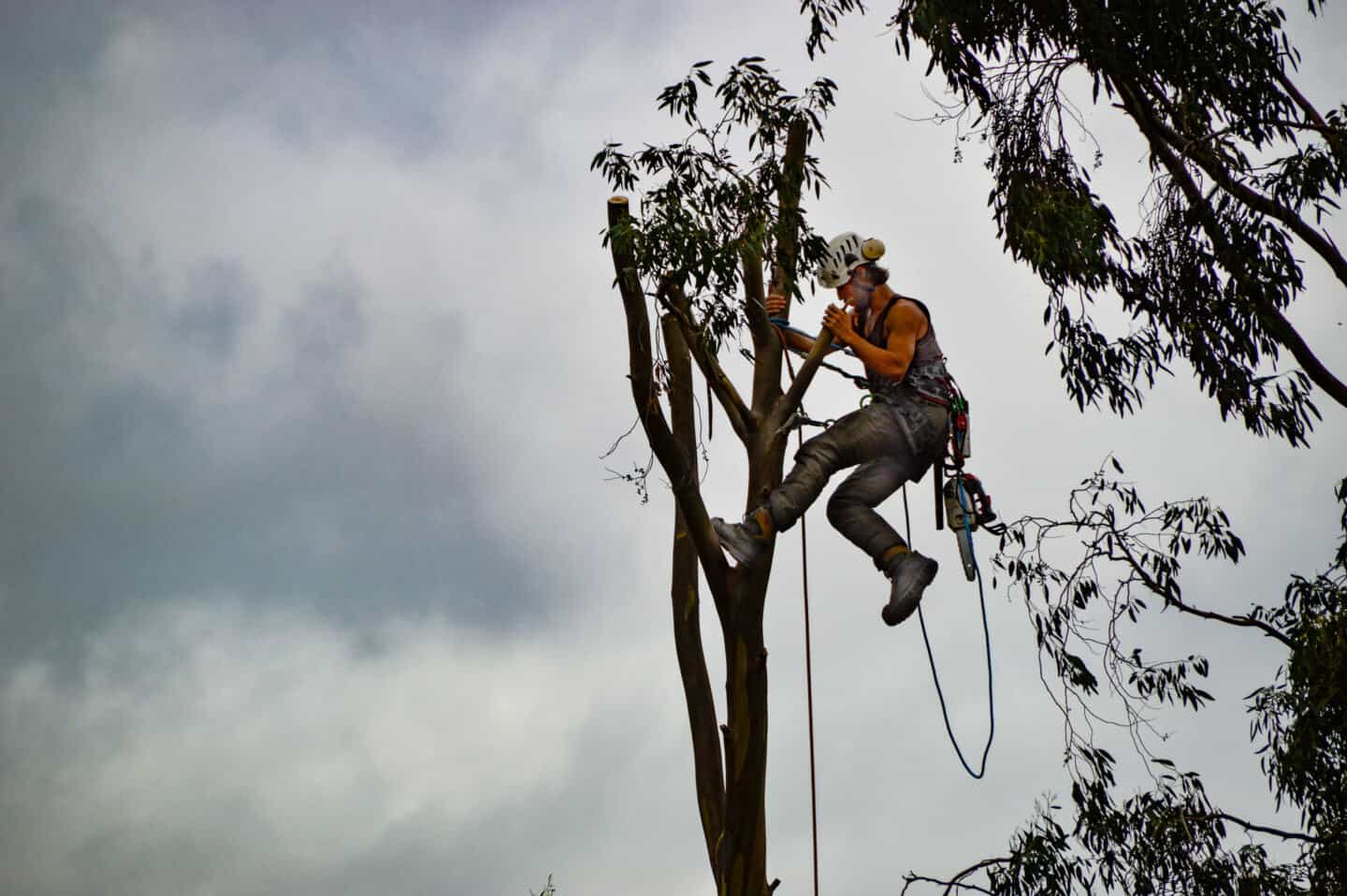 A tree surgeon up a tree