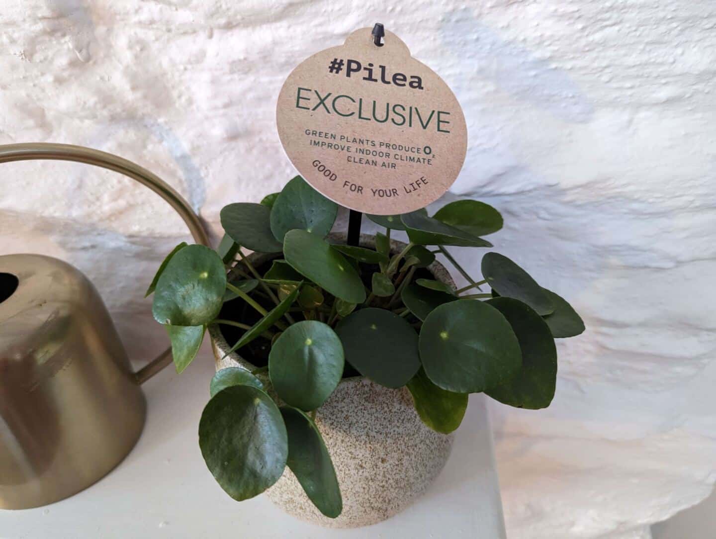 A close-up of chinese money plant on a mantlepiece next to a brass watering can