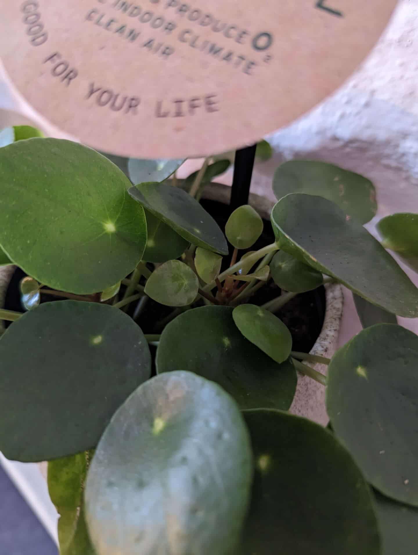 A close up of new shoots on a chinese money plant