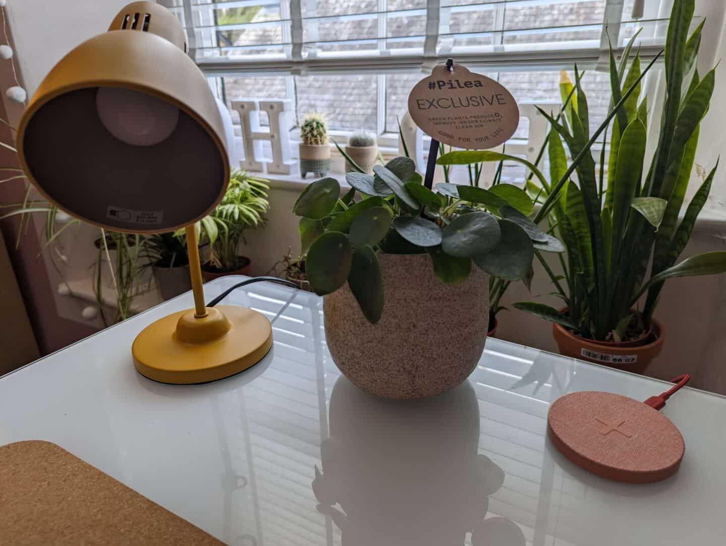 Plants on an office desk in front of a window