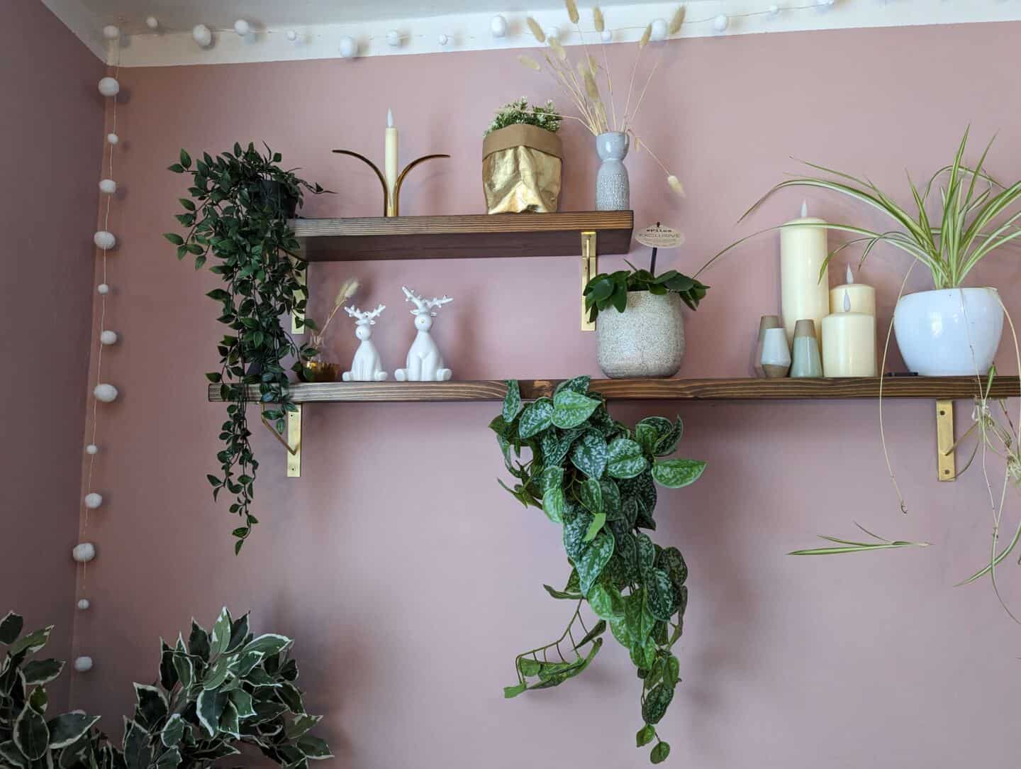 Wall shelves in a pink office with lots of plants on them