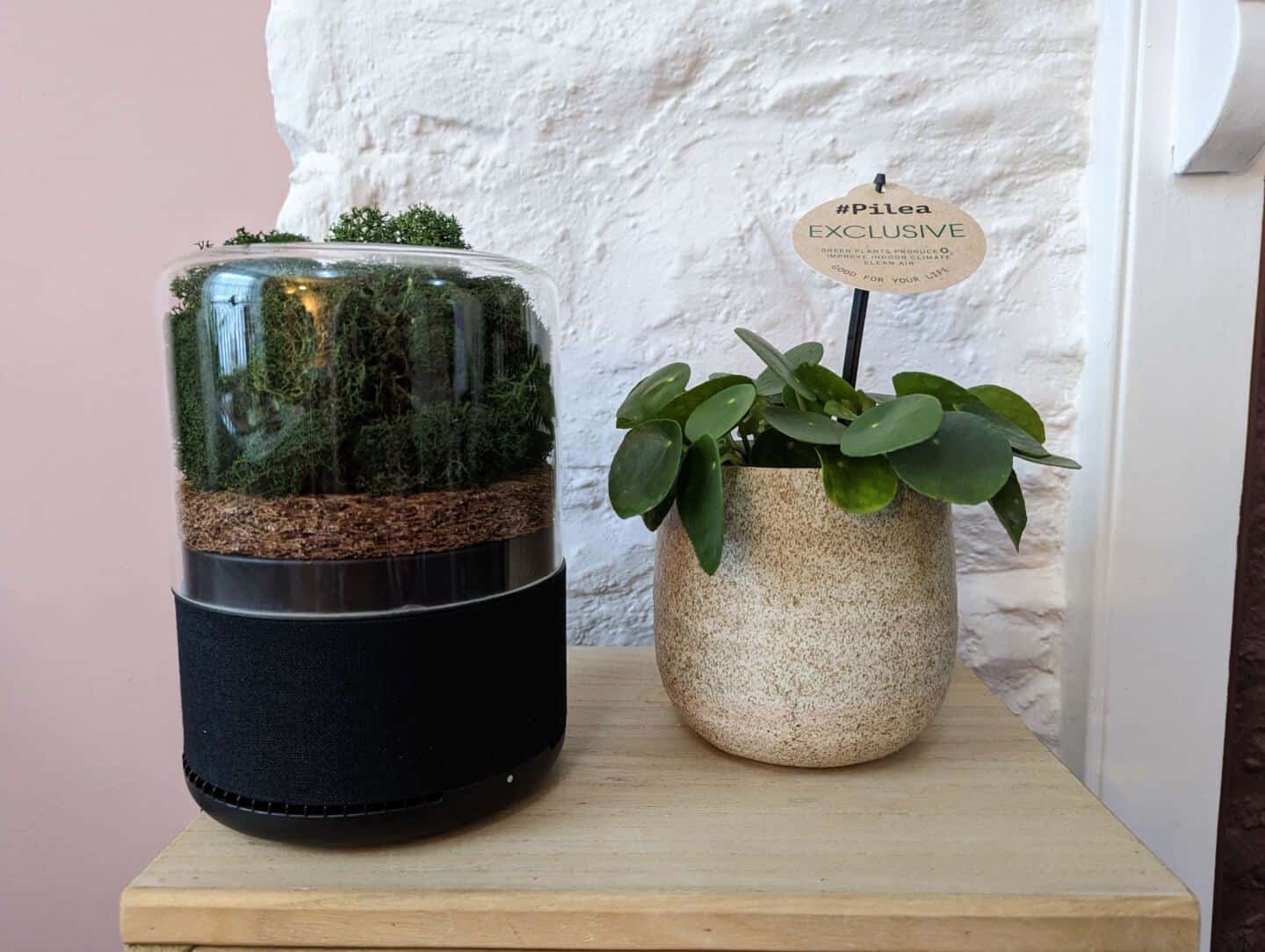 A chinese money plant next to the Briiv air purifier in an office