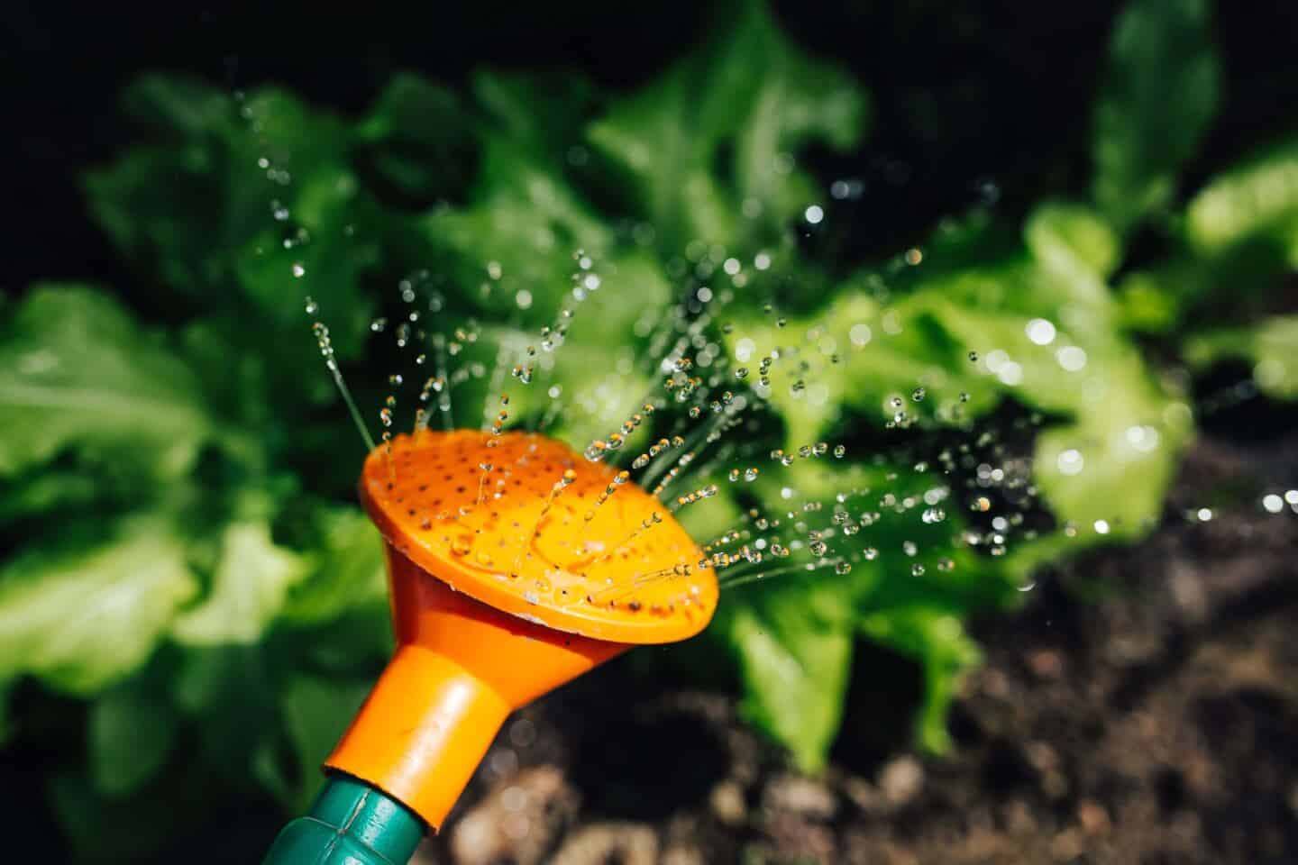 A watering can watering a lush green garden