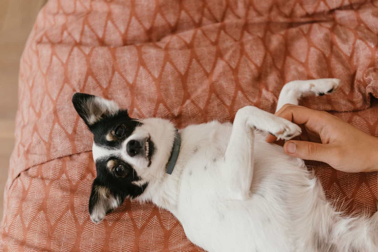 A mans hand tickles a small black and white dog lying on an orange cushion