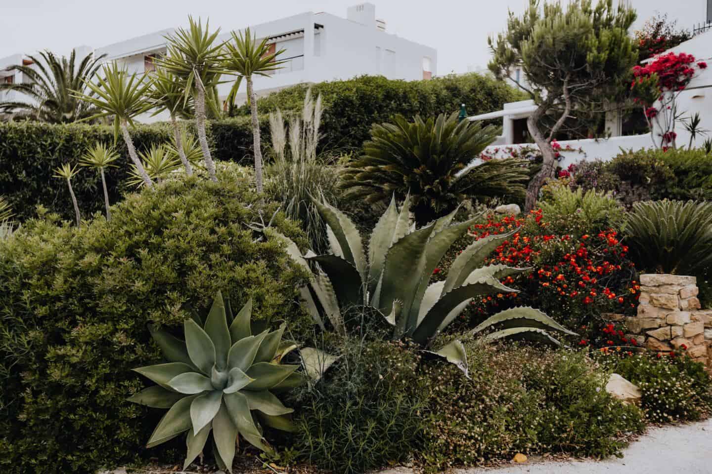 A lush green garden full of plants