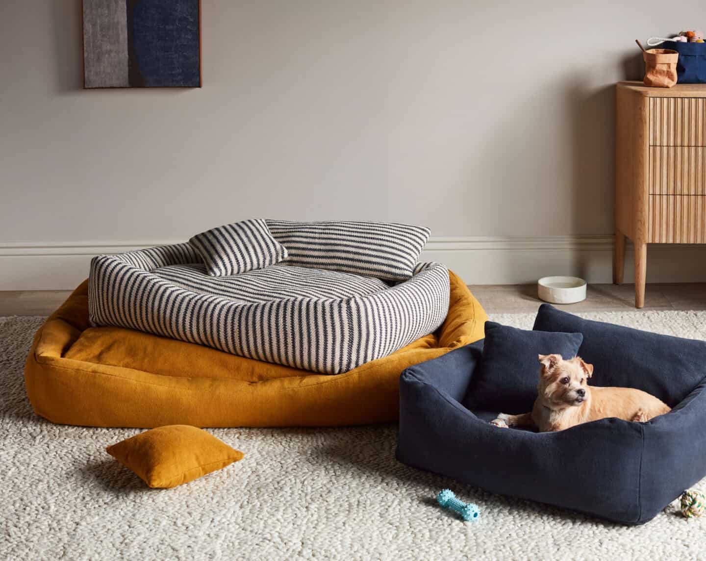 A small brown pet dog sits in a blue dog bed in a clean house. There are two other empty dog beds beside him.