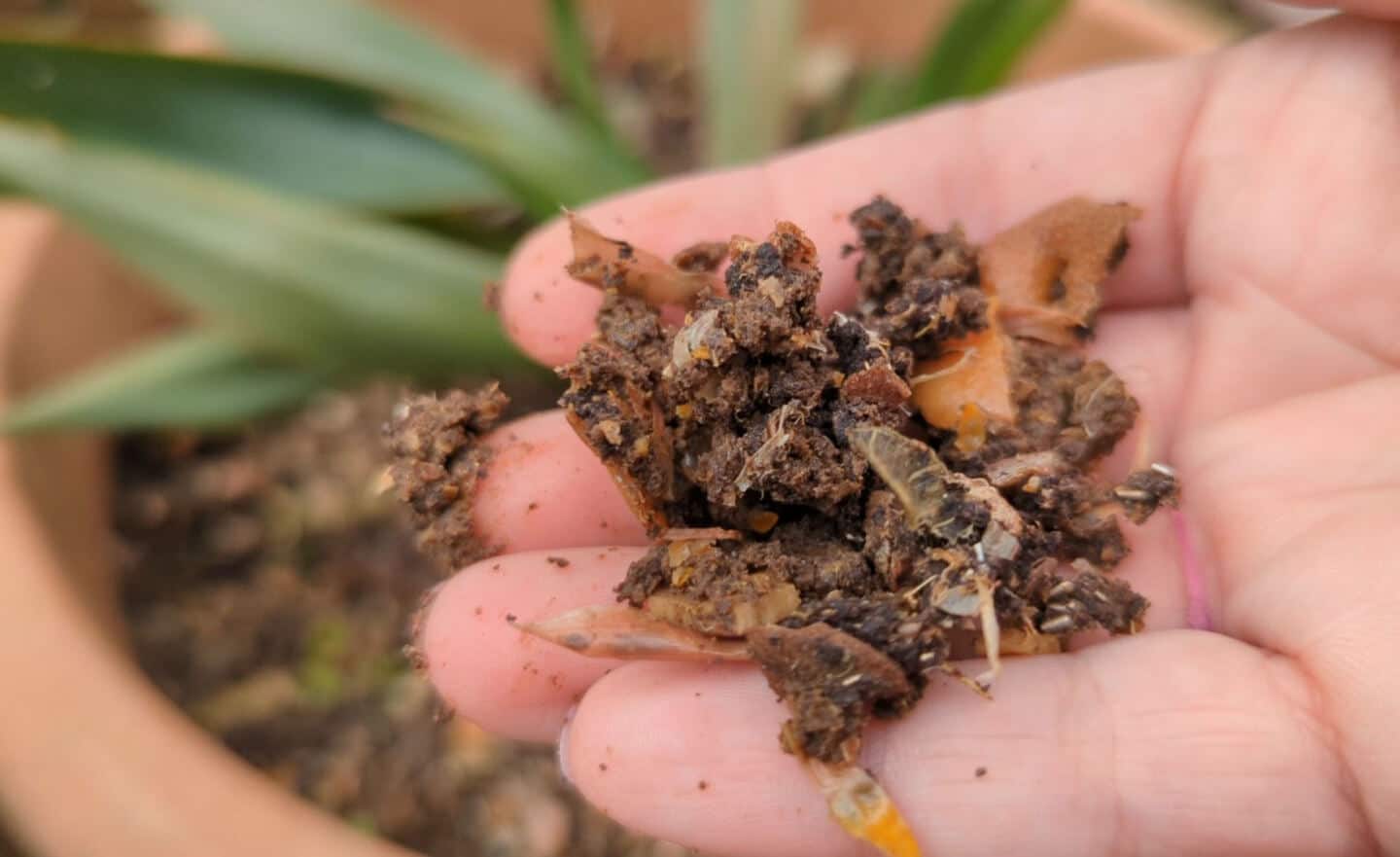 A hand holding Lomi compost above a potted plant