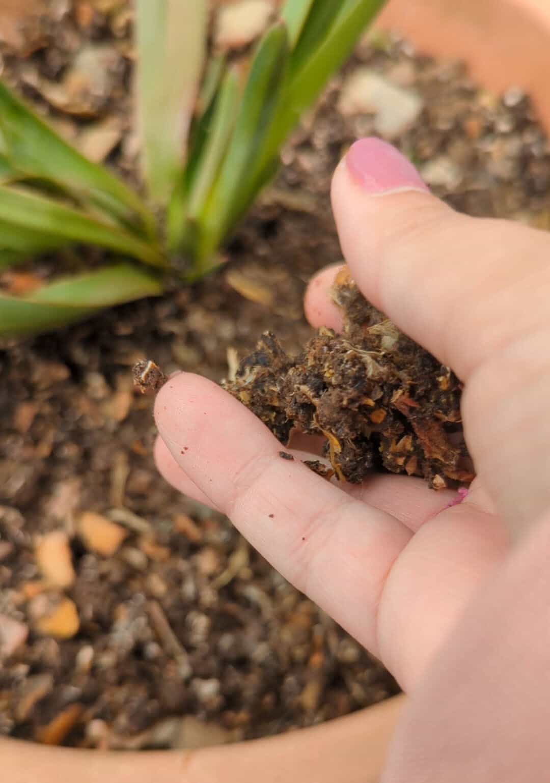 A hand sprinkling Lomi compost onto a potted plant