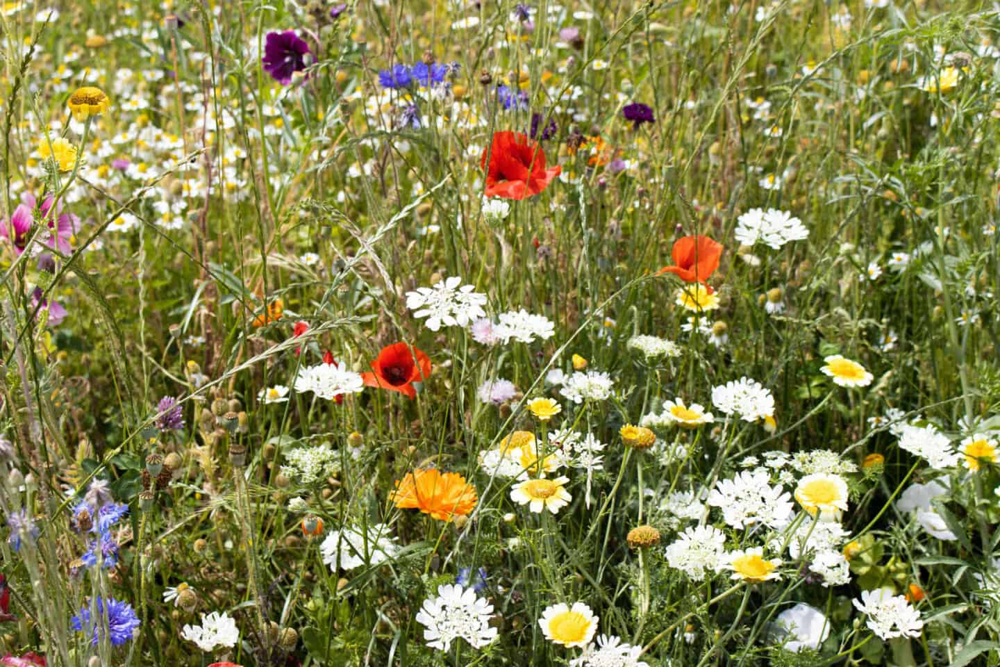 Meadow flowers in a lawn