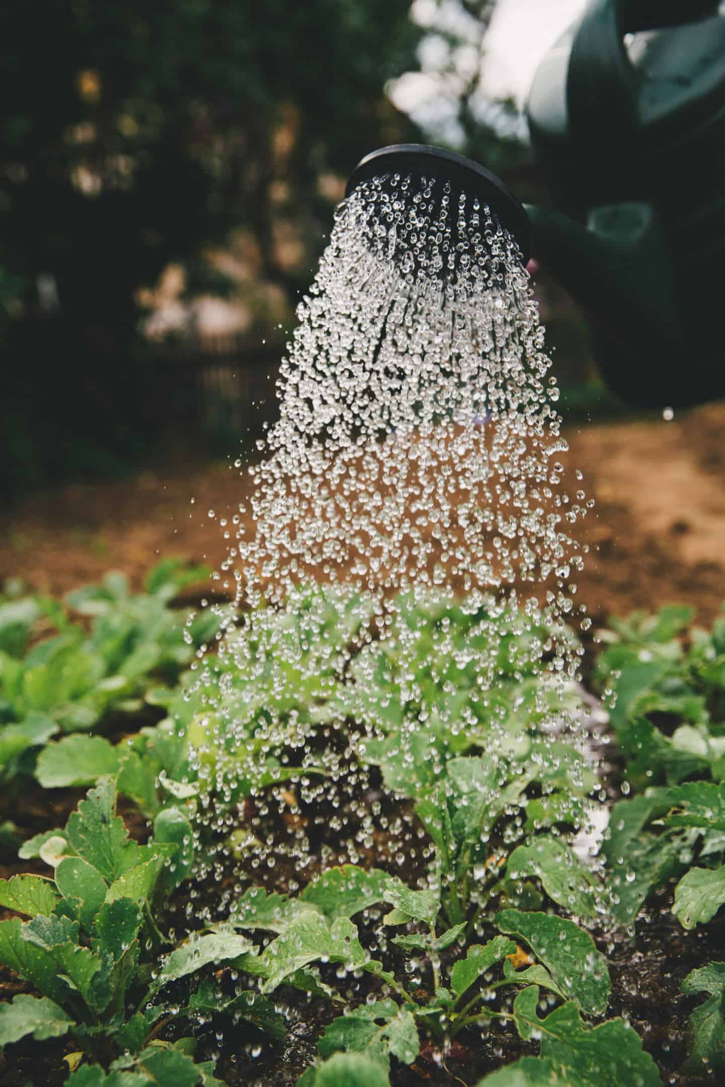 Plants being watered with a watering can