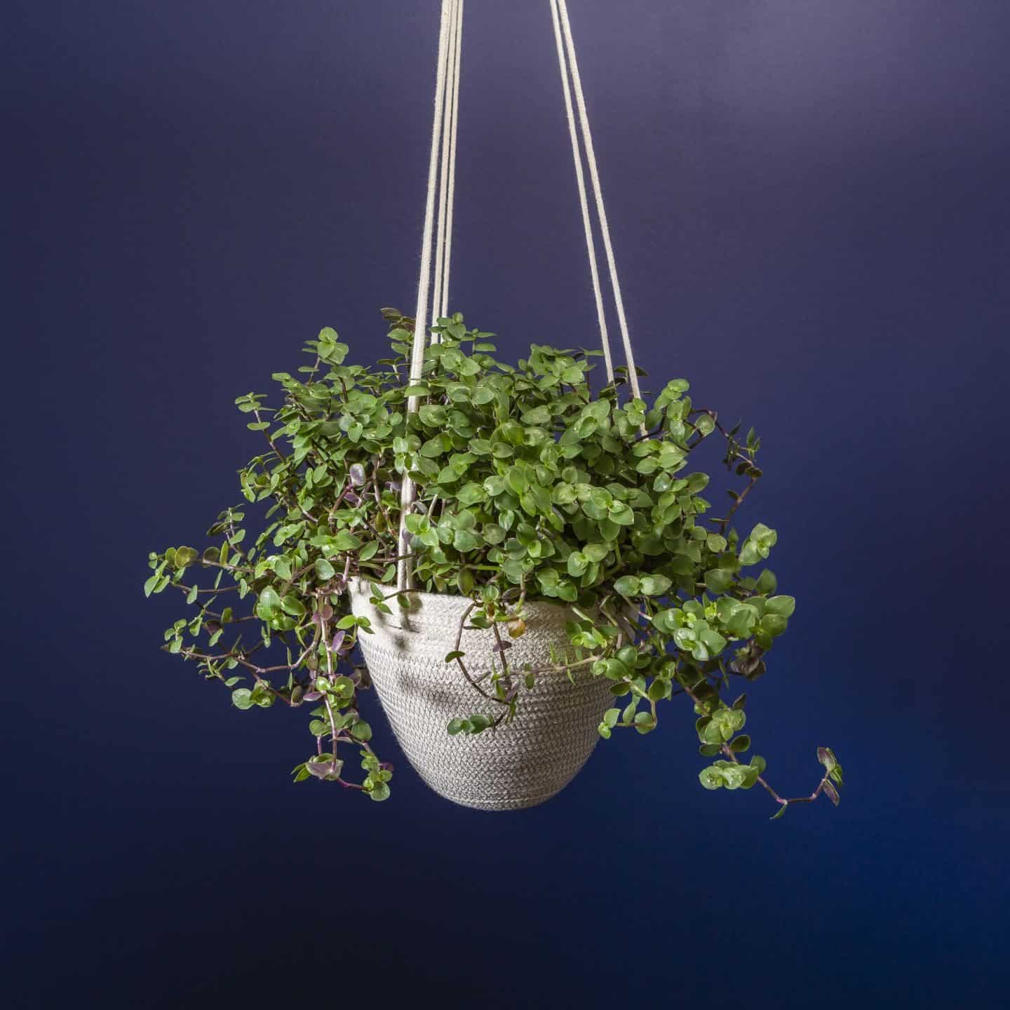 Martha & Me artisan collection - hanging planters