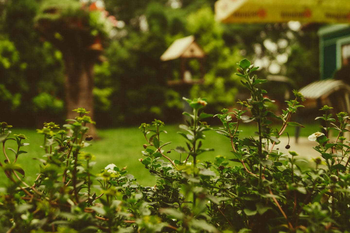 A close up of plants in a garden with a bird house in the background