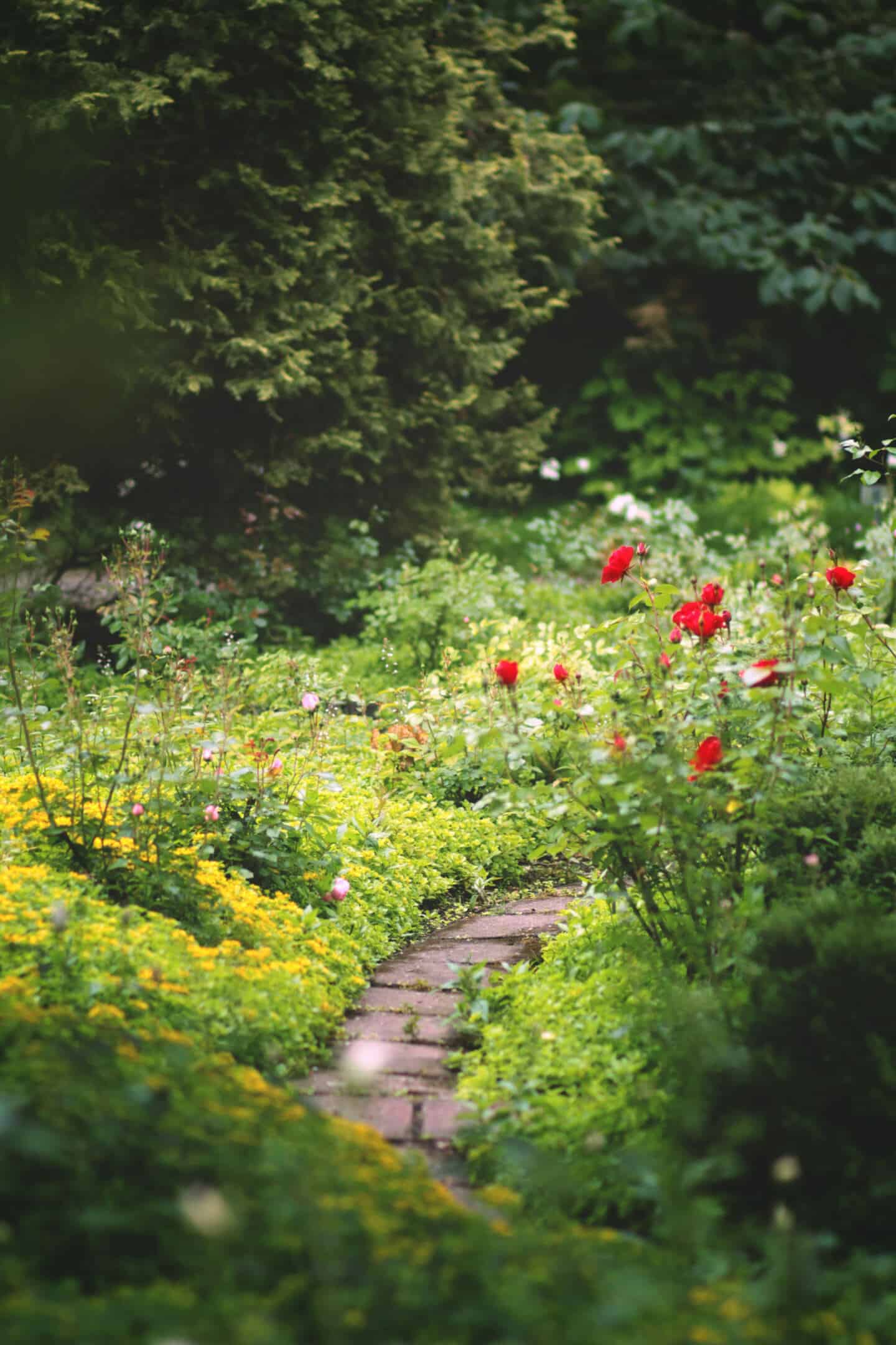 A narrow winding path bordered by flowering plants in a year-round garden 