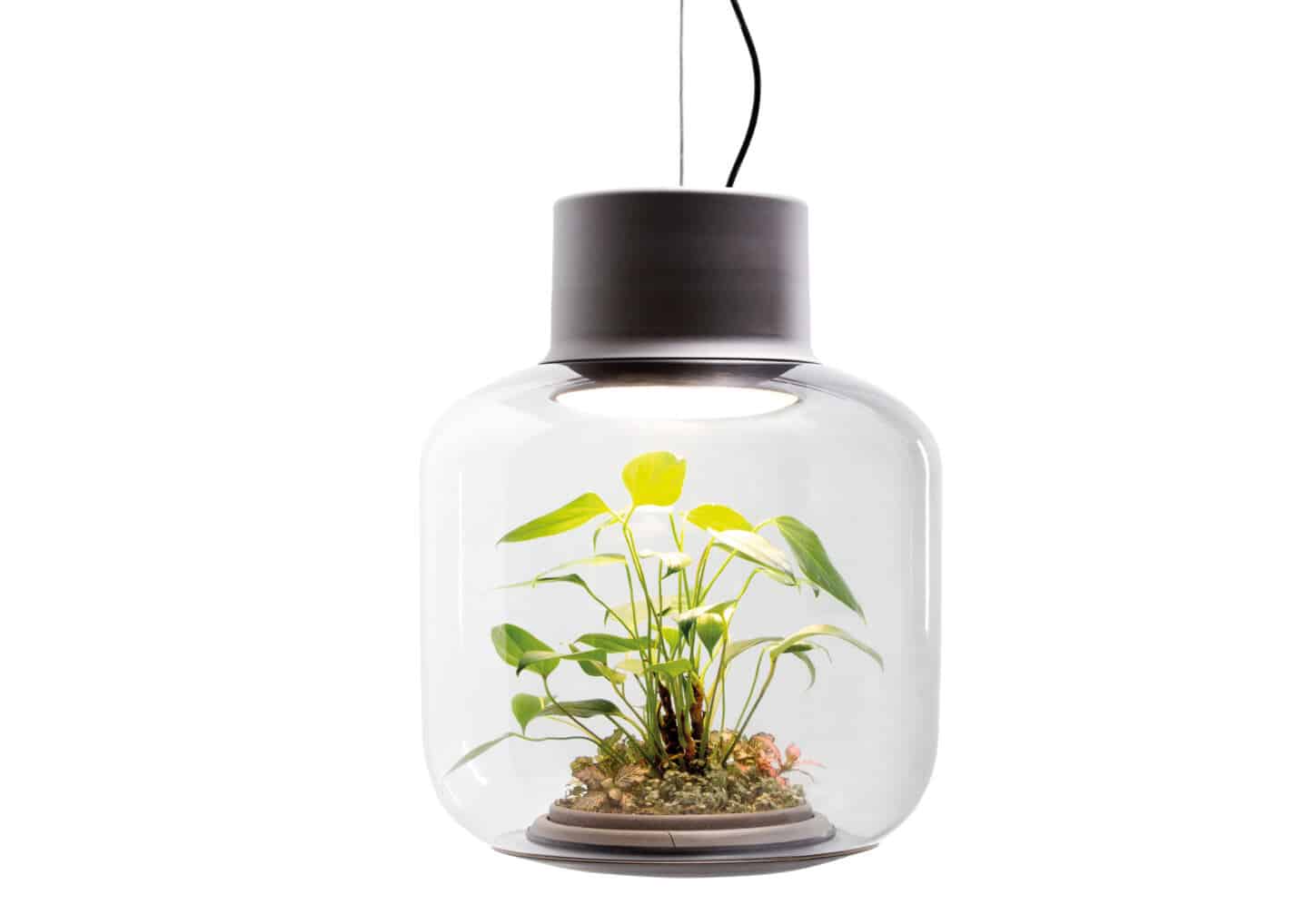 A plant grows inside a glass ceiling lamp