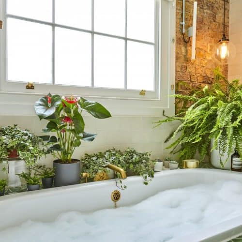 Patch Plant's Bathroom Plants Collection