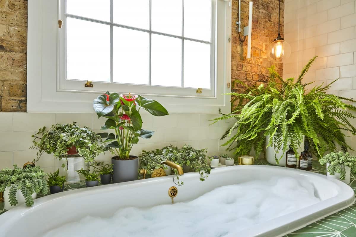 Patch Plant's Bathroom Plants Collection