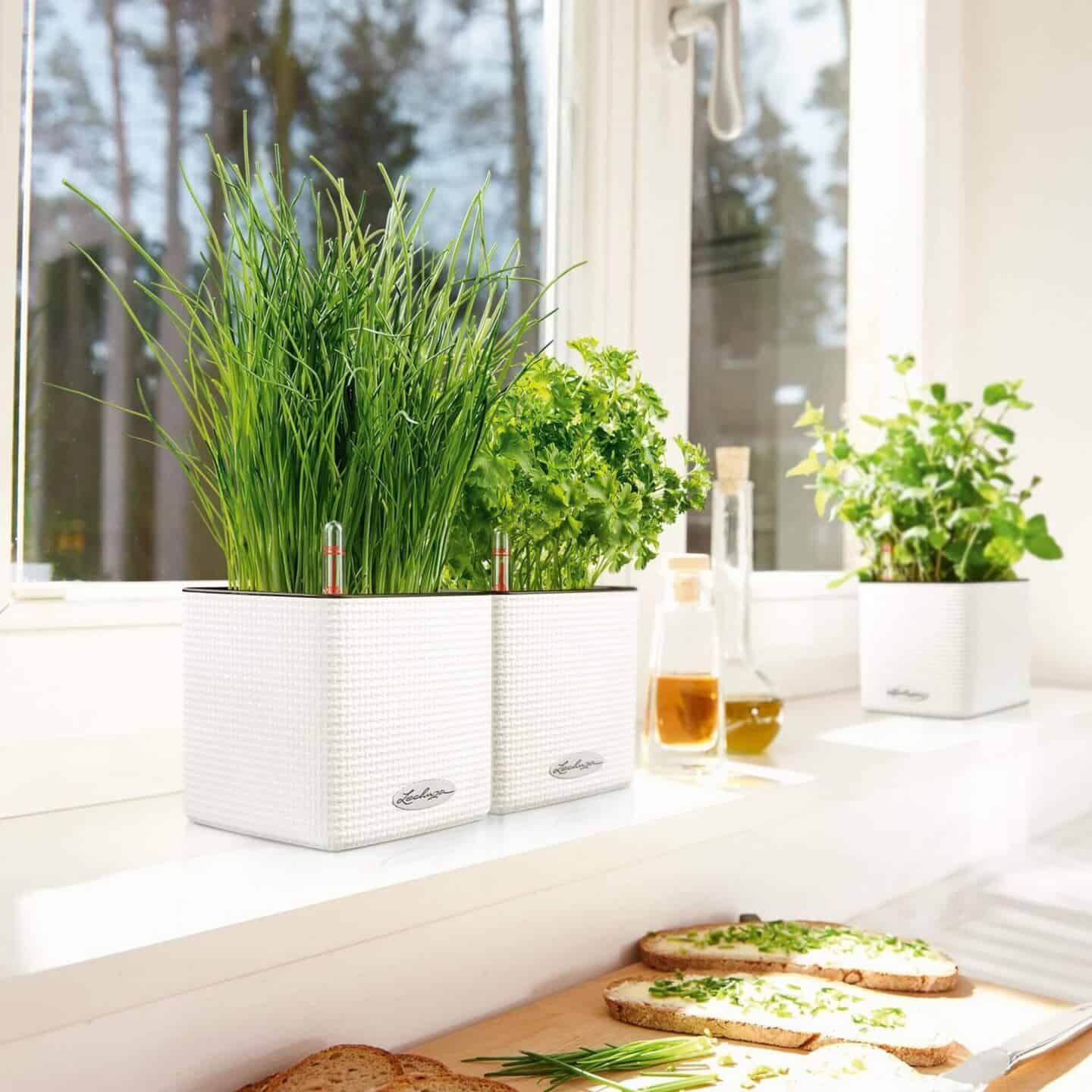 Three self watering planters on a windowsill containing herbs