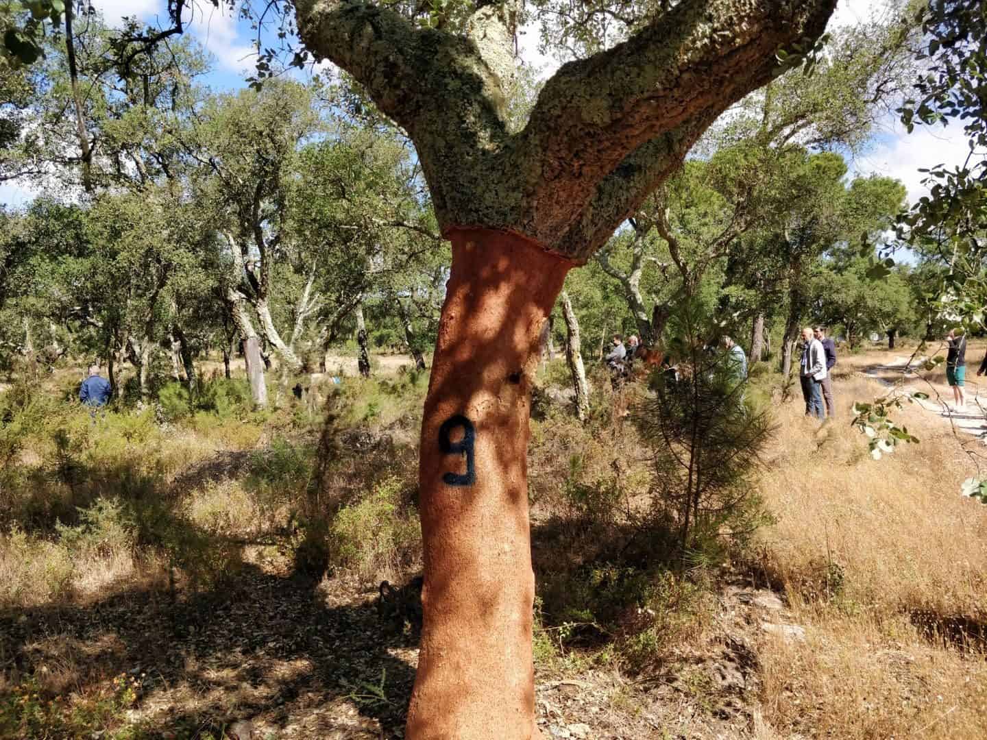 Cork production starts with the harvest in the cork oak forest in Portugal