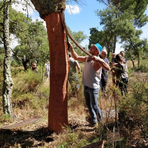 Cork harvesting in the cork oak forest near Lisbon in Portugal