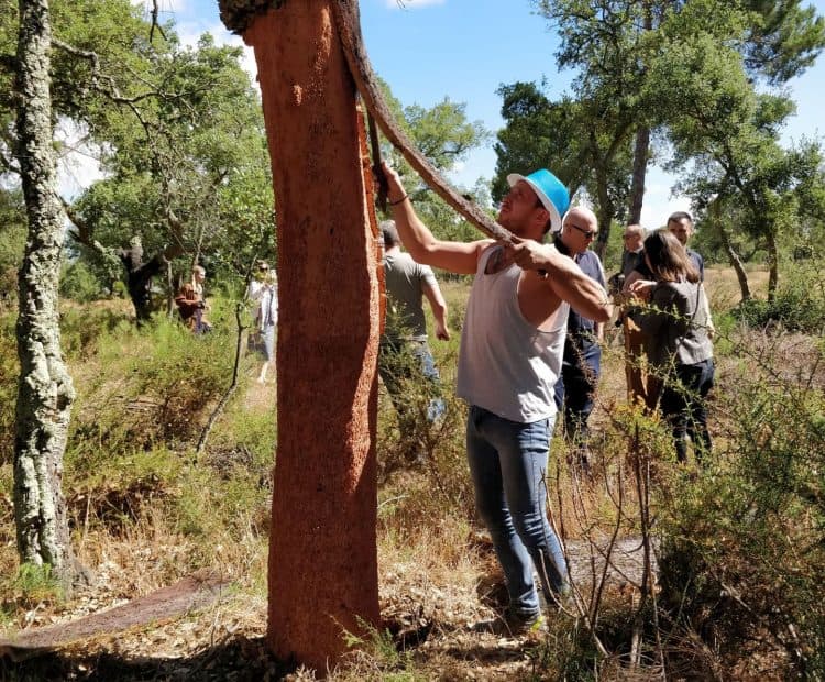 Cork harvesting in the cork oak forest near Lisbon in Portugal