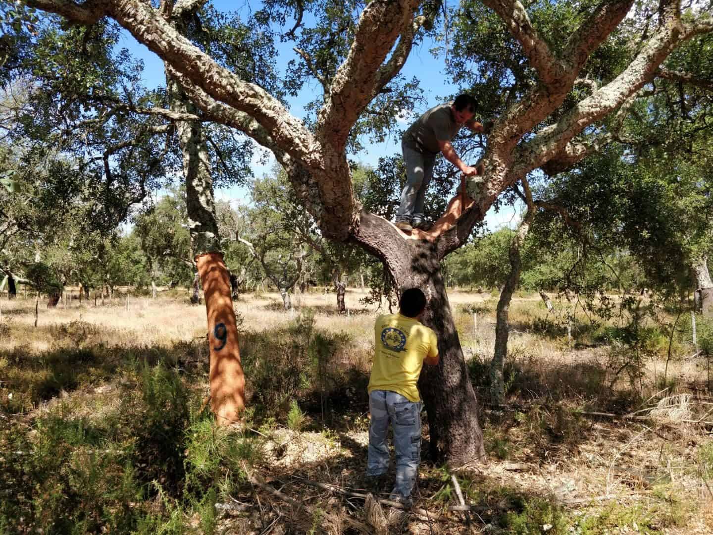 Cork oak trees being harvested in Portugal. Image copyright Stacey Sheppard