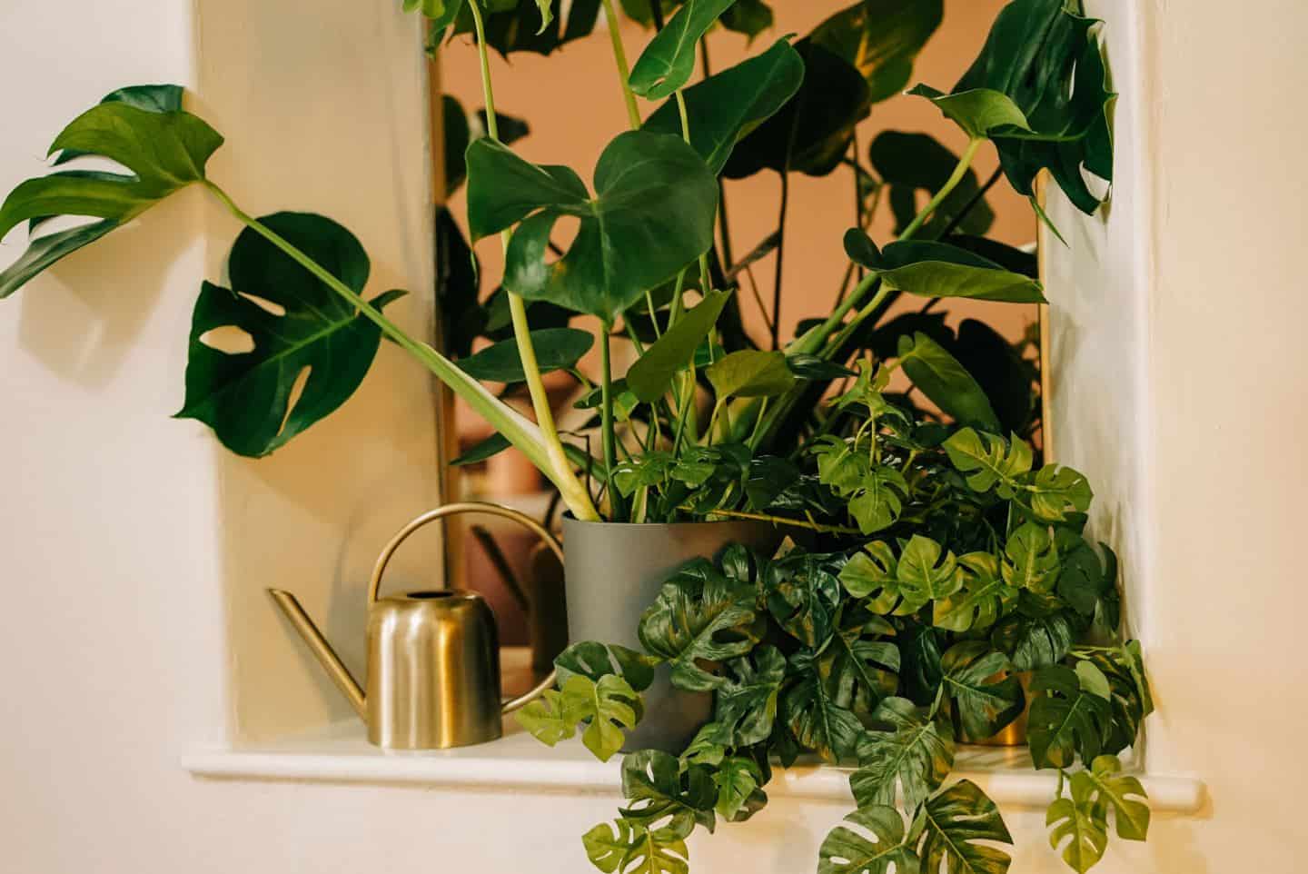 A mix of real and artificial plants in an alcove