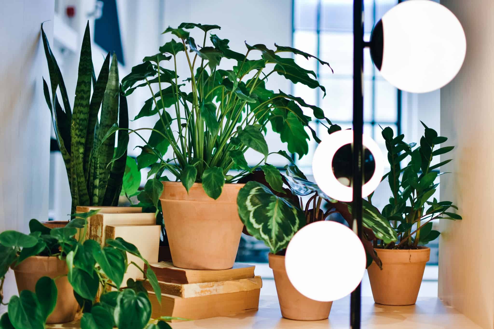 THIS Workspace coworking space in Bournemouth - plants