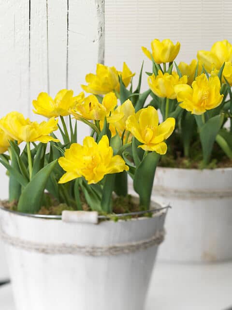 Yellow Monte Carlo double tulips planted in a white wooden bucket