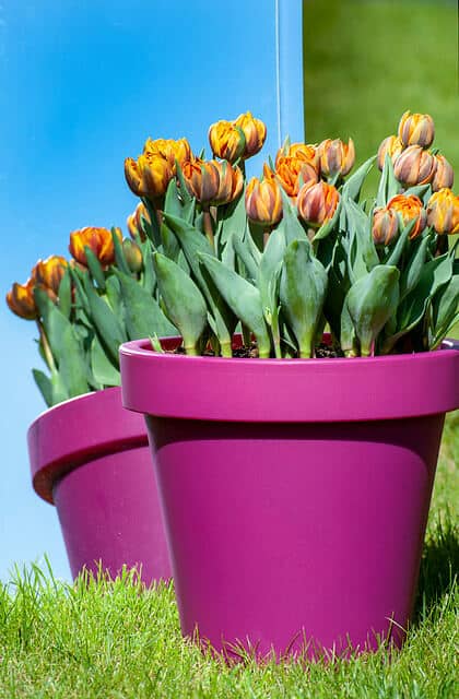 orange princess double tulips in two purple plastic planters