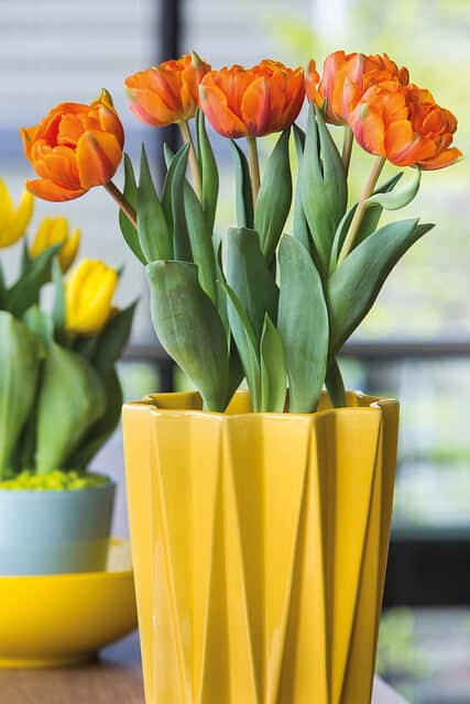 Orange Princess double tulips in a geometric yellow vase