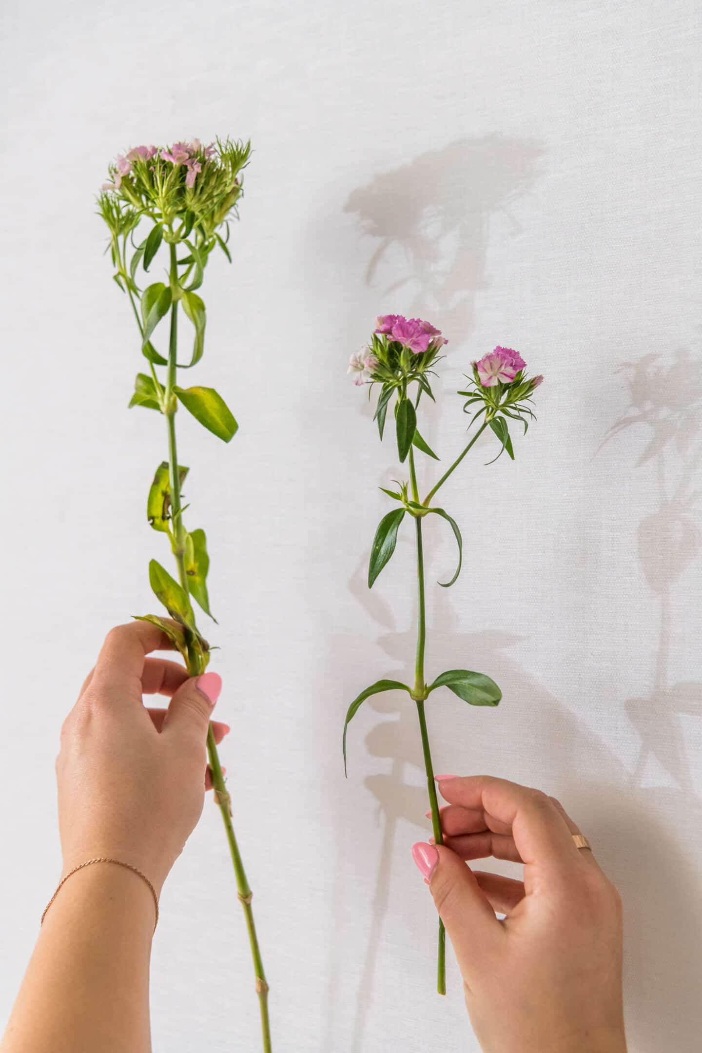 Anastasiia Kudashova, Chief Designer at Quick-Step holds up two flower stems against a piece of white linen fabric